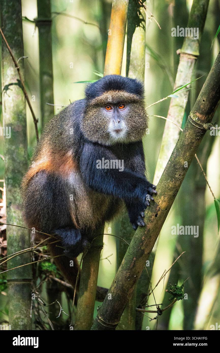 Portrait d'un singe d'or (Cercopithecus kandti) dans le Parc National des volcans au Rwanda Banque D'Images
