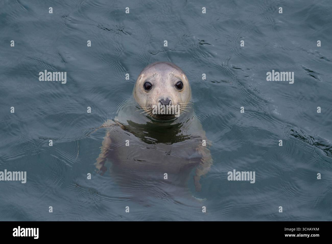 Portrait d'un phoque gris (Halichoerus grypus) flottant dans le port de l'île Skomer dans le Pembrokeshire, pays de Galles Banque D'Images