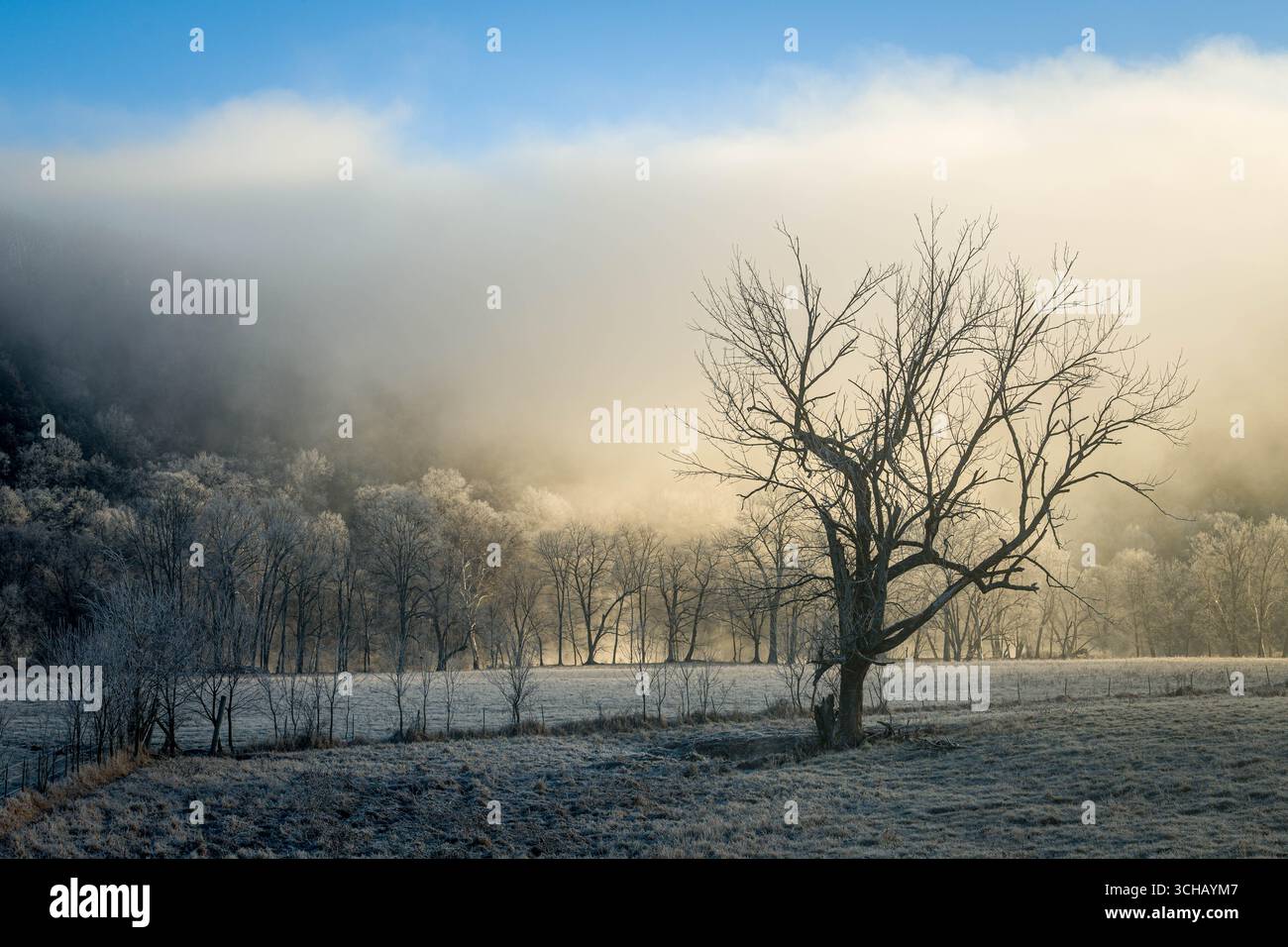 Le brouillard matinal dérive à travers les arbres givrés dans le comté de Pulaski, Missouri, tandis que le soleil levant jette une lueur dorée sur le paisible paysage d'Ozark. Banque D'Images