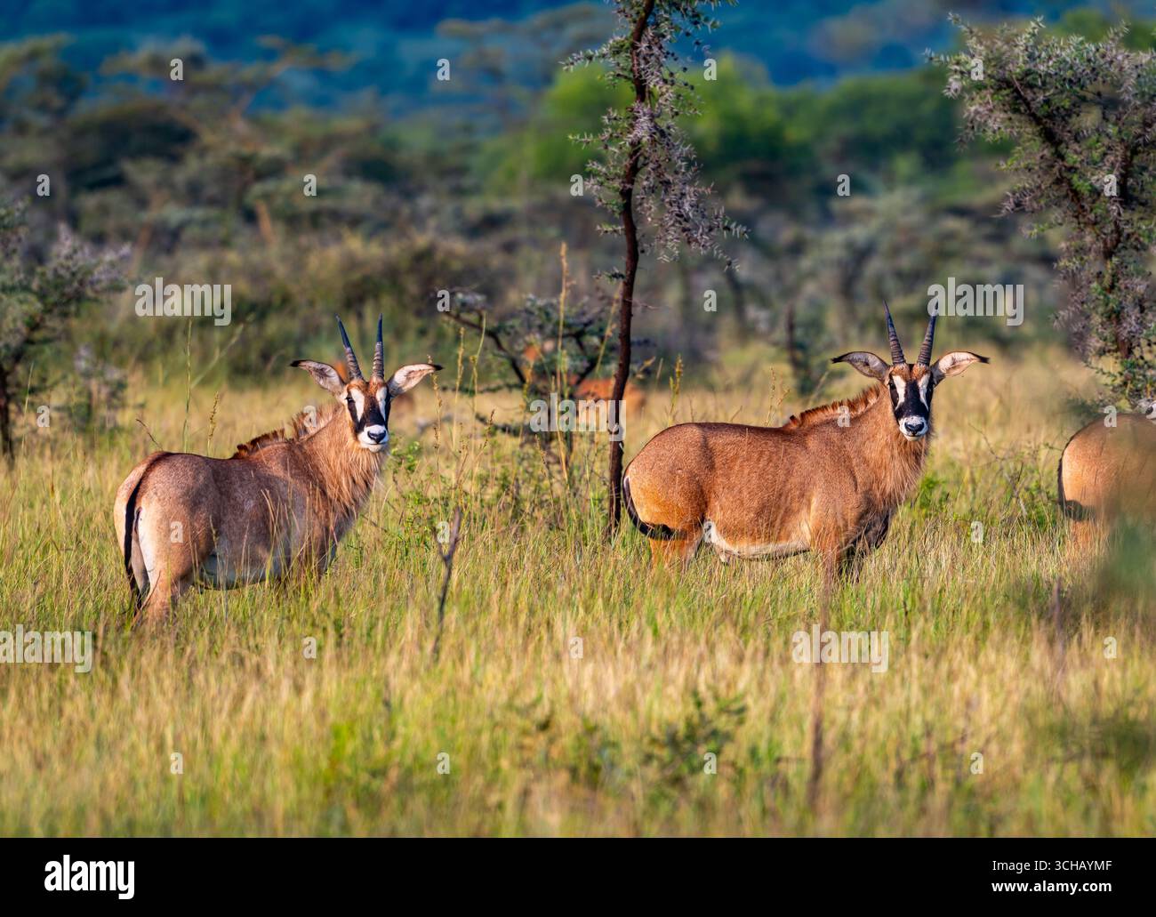 Troupeau d'antilopes Roan (Hippotragus equinus) debout sur un champ d'herbe. Pian UPE Game Reserve, Ouganda, Afrique. Banque D'Images