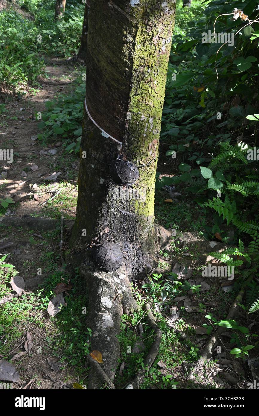 Vue verticale de la partie inférieure d'un hévéa poussant dans une plantation de hévéas Banque D'Images
