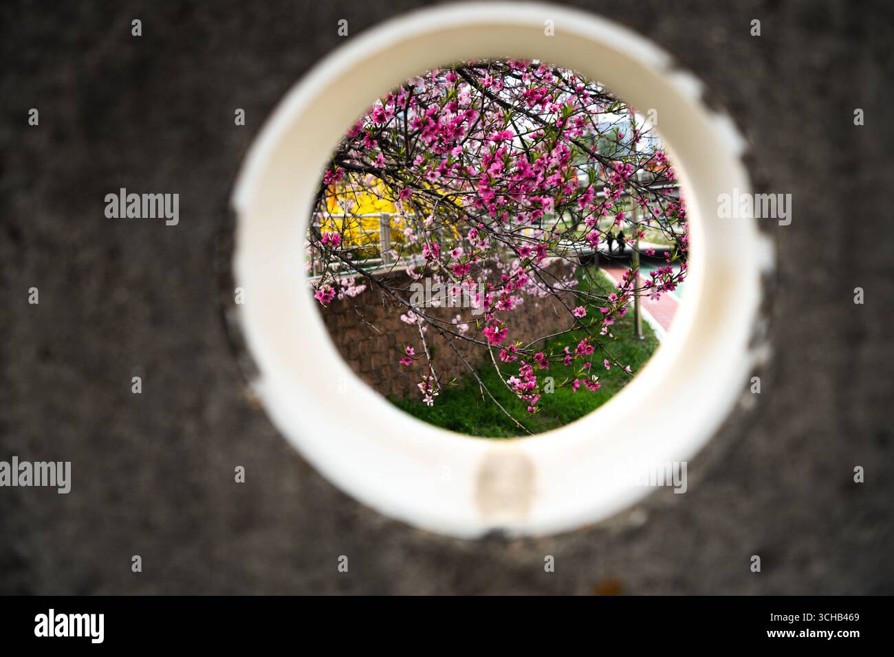 Vue sur les fleurs de cerisiers roses en fleurs encadrées par une fenêtre circulaire. Banque D'Images