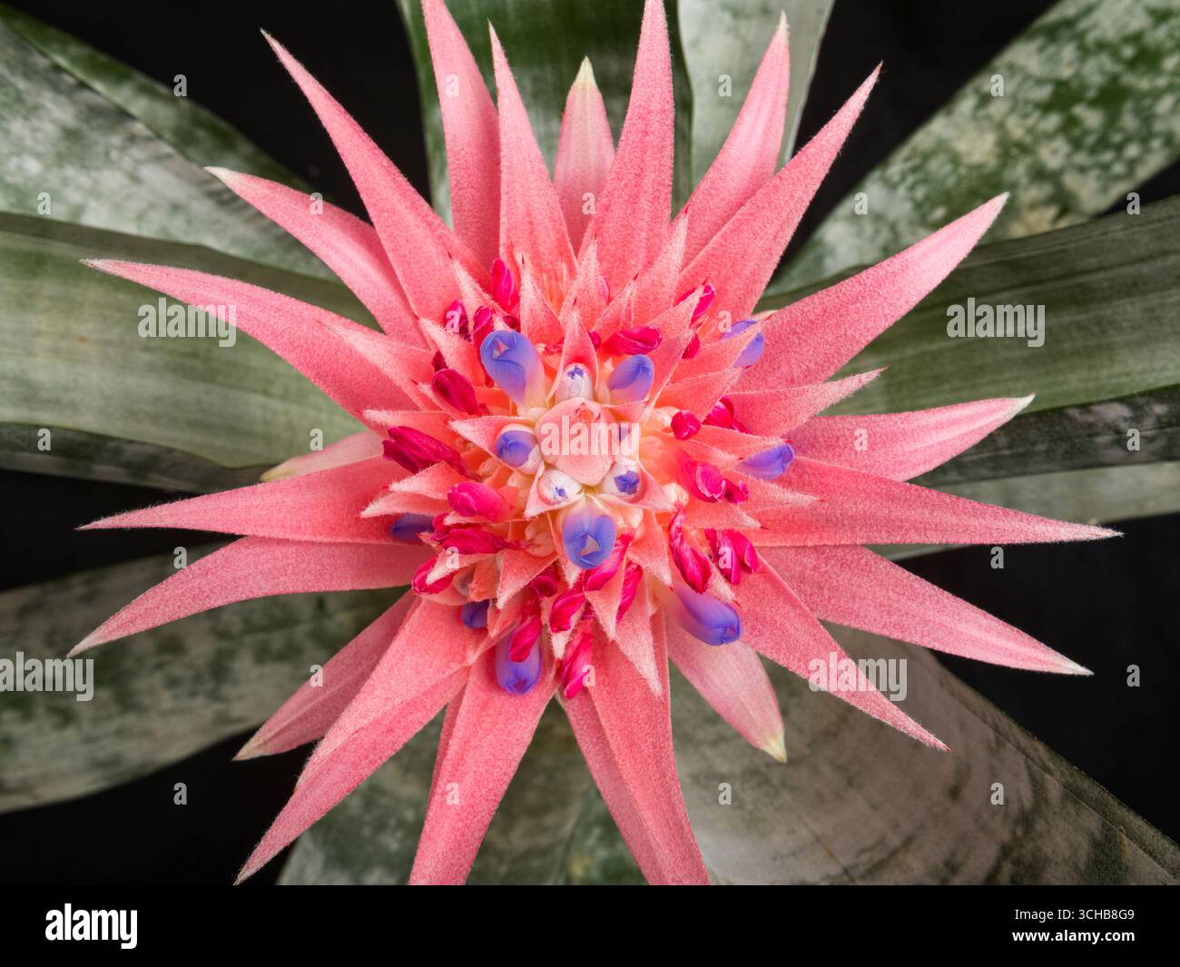 Inflorescence complexe d'Aechmea fasciata ou plante d'urne Banque D'Images