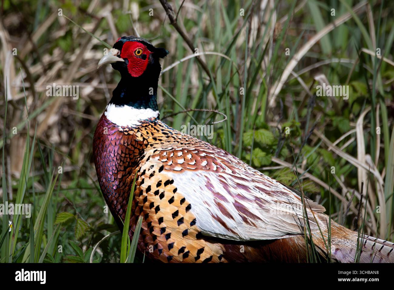 Le faisan commun (Phasianus colchicus), le faisan à cou rond ou le faisan à tête bleue, est un oiseau de la famille des faisans (Phasianidae). Banque D'Images