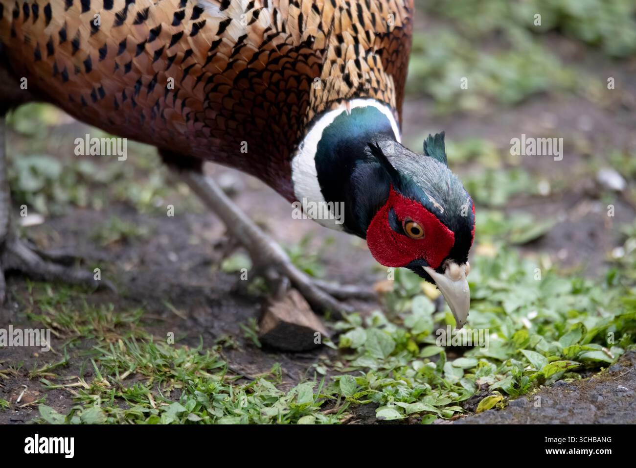 Le faisan commun (Phasianus colchicus), le faisan à cou rond ou le faisan à tête bleue, est un oiseau de la famille des faisans (Phasianidae). Banque D'Images
