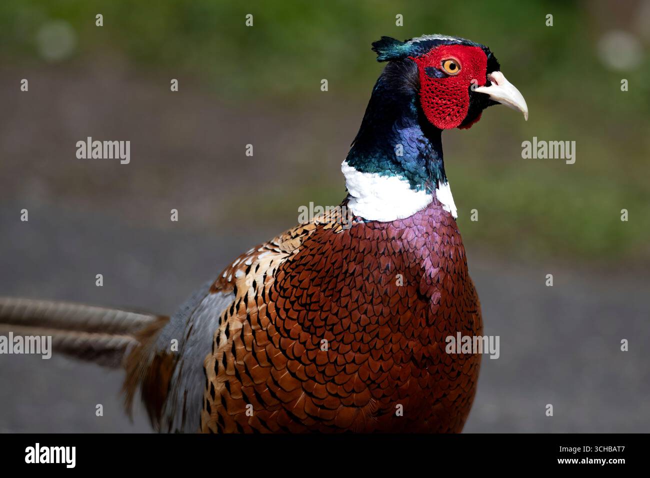 Le faisan commun (Phasianus colchicus), le faisan à cou rond ou le faisan à tête bleue, est un oiseau de la famille des faisans (Phasianidae). Banque D'Images