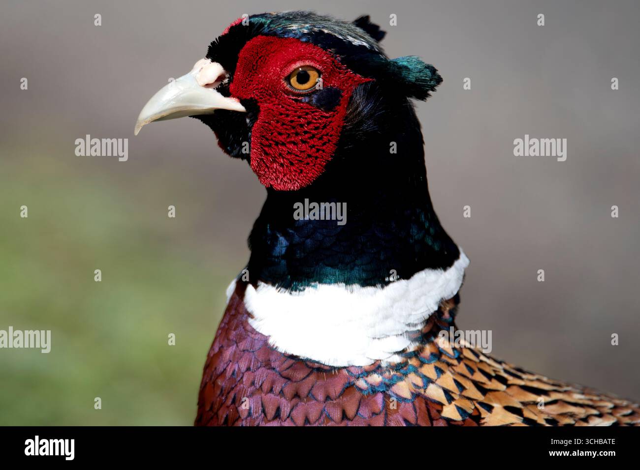 Le faisan commun (Phasianus colchicus), le faisan à cou rond ou le faisan à tête bleue, est un oiseau de la famille des faisans (Phasianidae). Banque D'Images