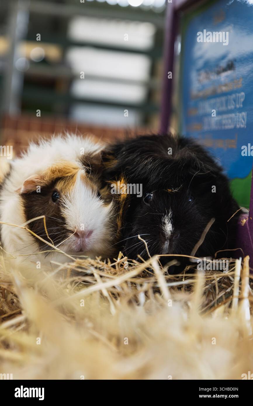 Lapins câlins sur une balle de foin Banque D'Images