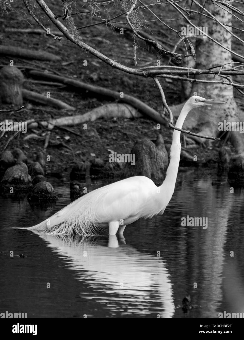 Great White Egret se dresse dans le lagon dans Audubon Park en noir et blanc à la Nouvelle-Orléans, LA, USA Banque D'Images