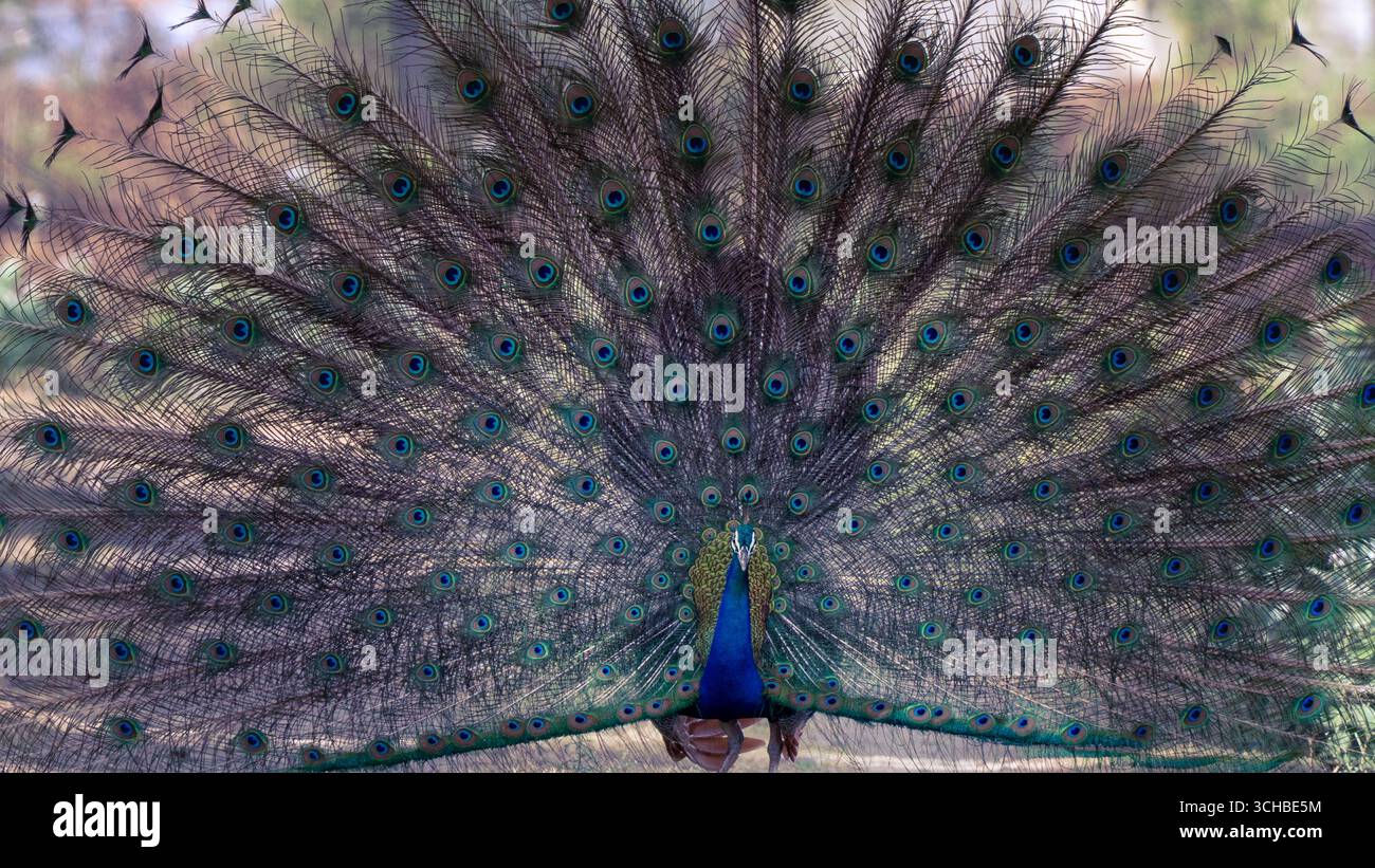 Paon indien Pavo cristatus montrant des plumes au village de Tekkupalayam Coimbatore Inde Banque D'Images