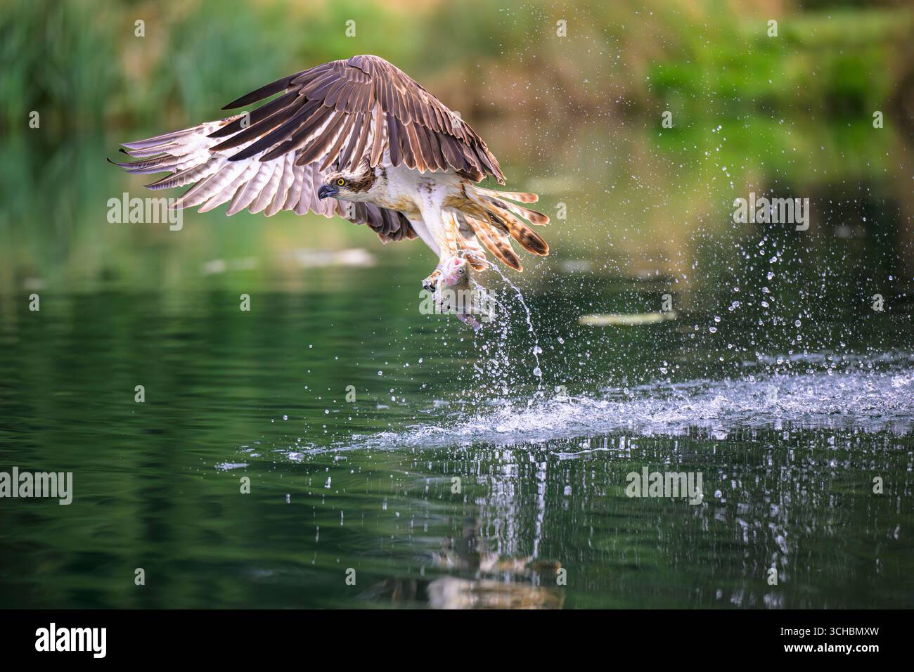 Balbuzard annelé volant bas au-dessus d'un élevage de truites, transportant une truite qu'il vient de prendre dans ses talons. Les poissons sont peut-être déjà morts, Rutland Banque D'Images