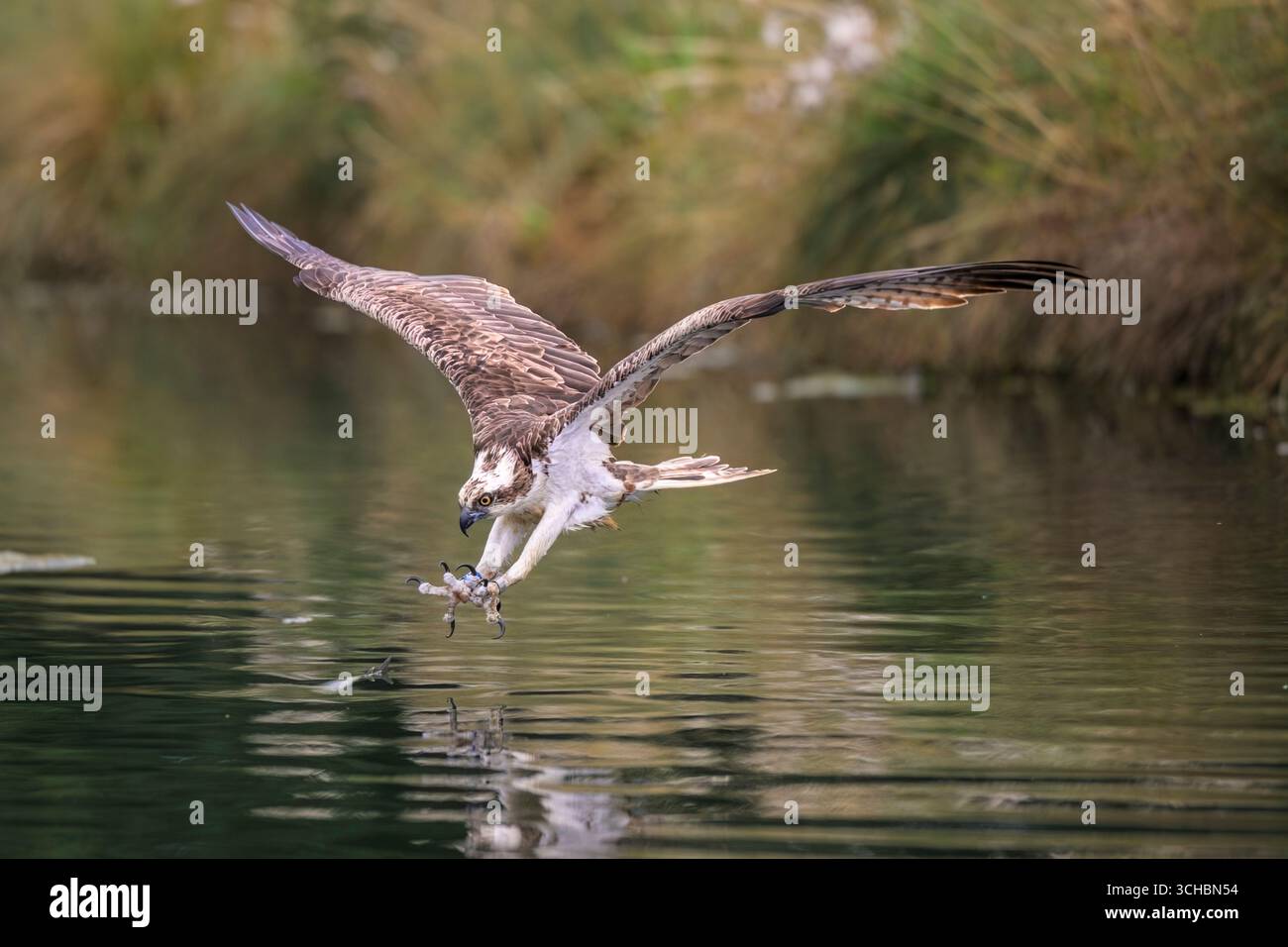 Osprey (pandion haliaetus), ailes tendues plongeant pieds en premier, talons face à l'avant, pour attraper un poisson, lumière du soleil en fin d'après-midi. Ferme de truites, Rutland Banque D'Images