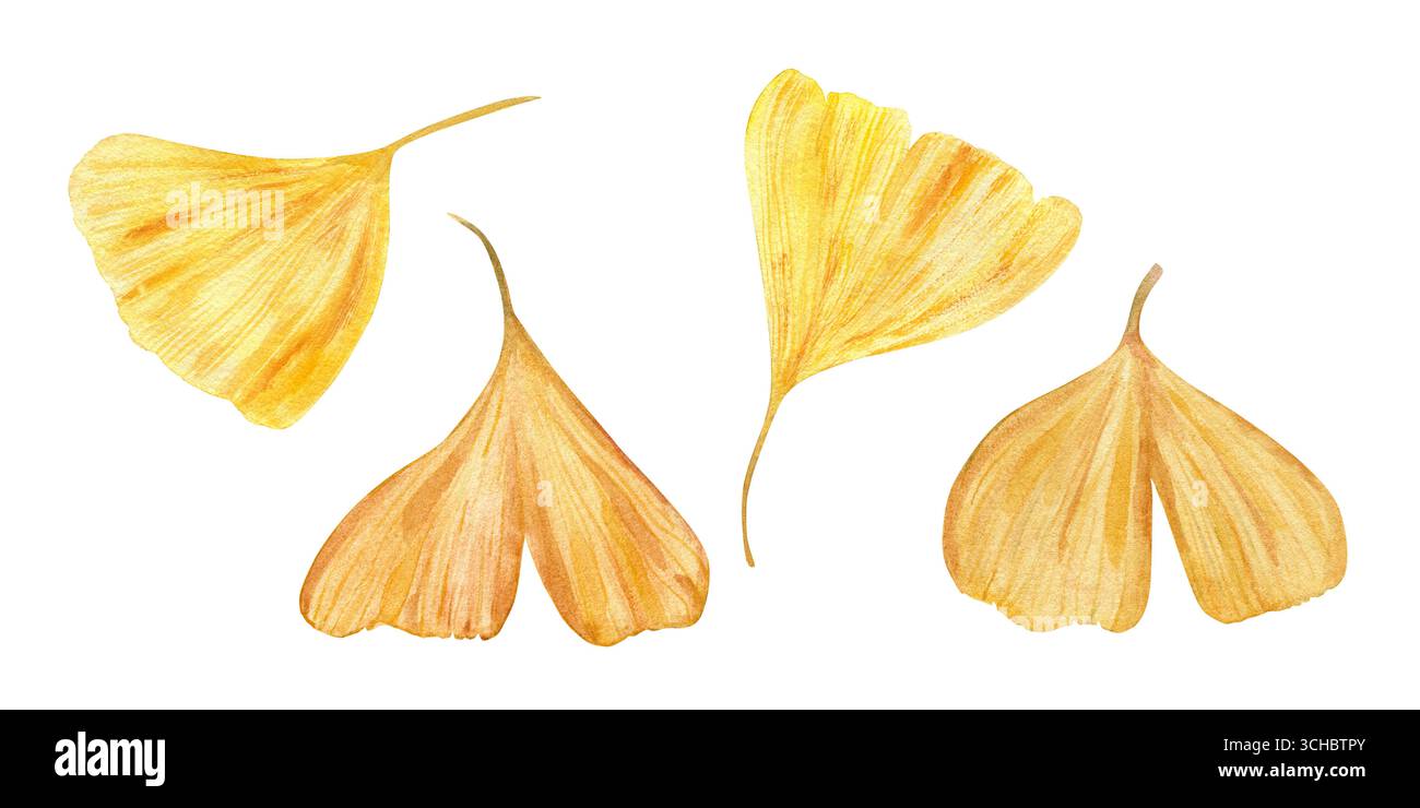 Feuille de gingko biloba dorée illustration clip art sur fond isolé. . Feuilles aux couleurs d'automne. Feuillage de gingko d'automne dans un style réaliste. Banque D'Images