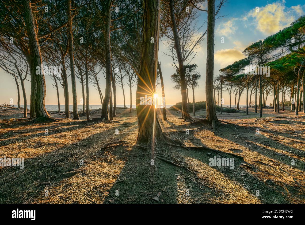 Sunburst doré de coucher de soleil brillant à travers les pins méditerranéens avec de longues ombres sur un sol sablonneux à Marina di Cecina forêt côtière, région de Toscane, Banque D'Images Sunburst doré de coucher de soleil brillant à travers les pins méditerranéens avec de longues ombres sur un sol sablonneux à Marina di Cecina forêt côtière, région de Toscane, Banque D'Images