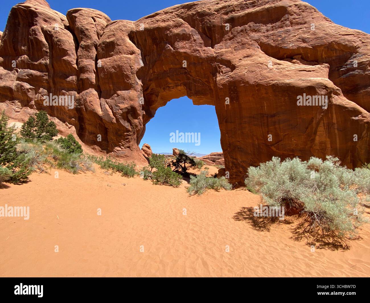 Un pin solitaire sous une grande formation en arc de grès, sur le sentier Pine Tree Arch dans le parc national d'Arches, Moab, Utah, États-Unis - Image de stock capturée avec un smartphone