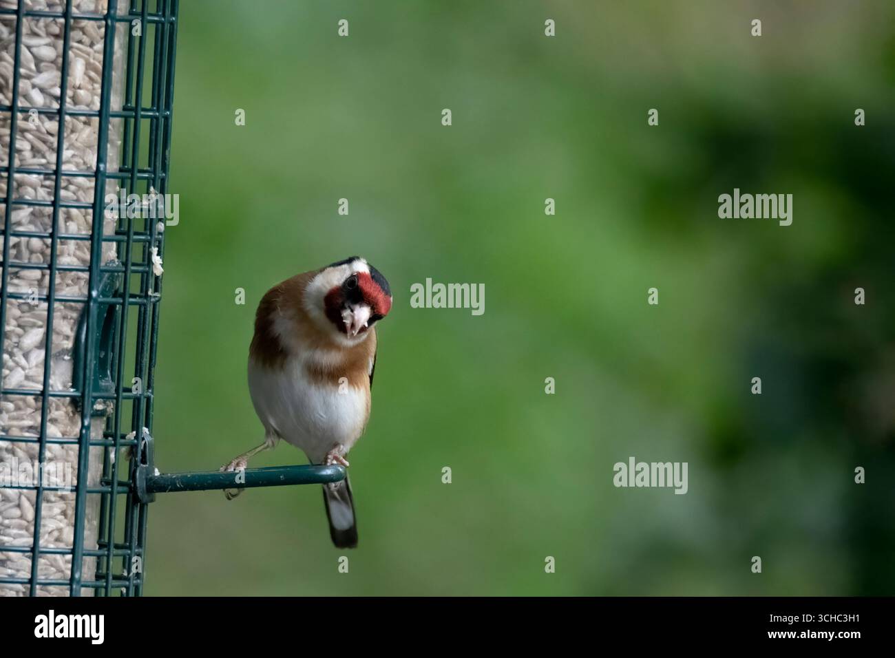 Le Finlandais doré européen (Carduelis carduelis), un petit oiseau passereau de la famille des finch. Banque D'Images