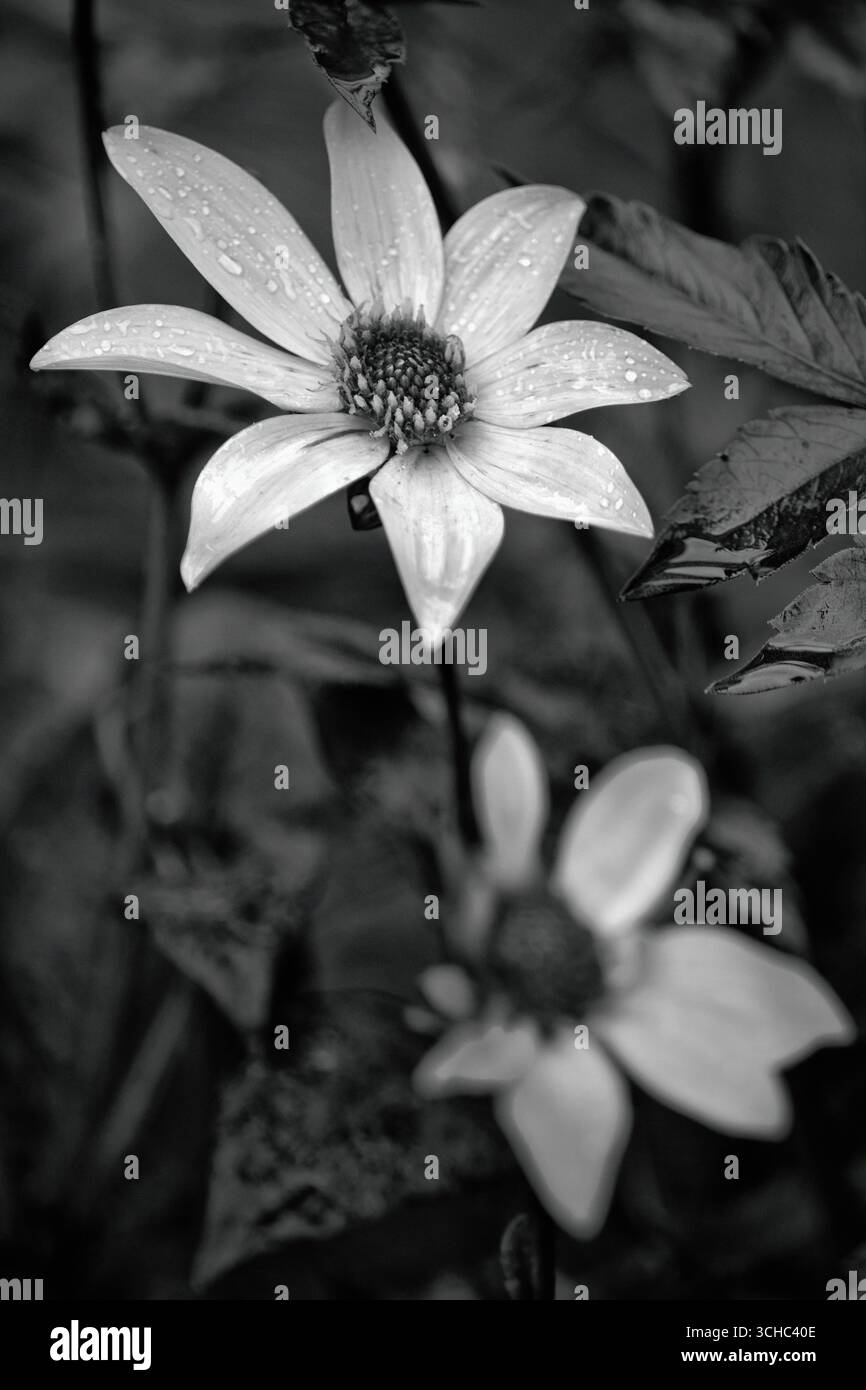 image monochrome de fleur de jardin Banque D'Images