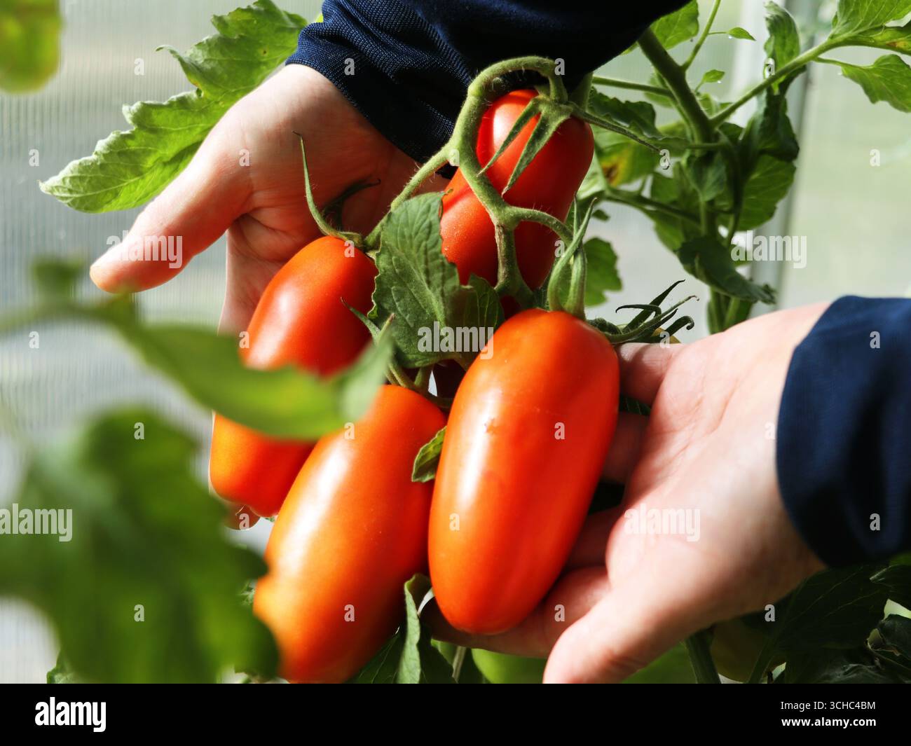 Femme prenant soin de cultiver des fruits de tomate San Marzano dans une serre Banque D'Images