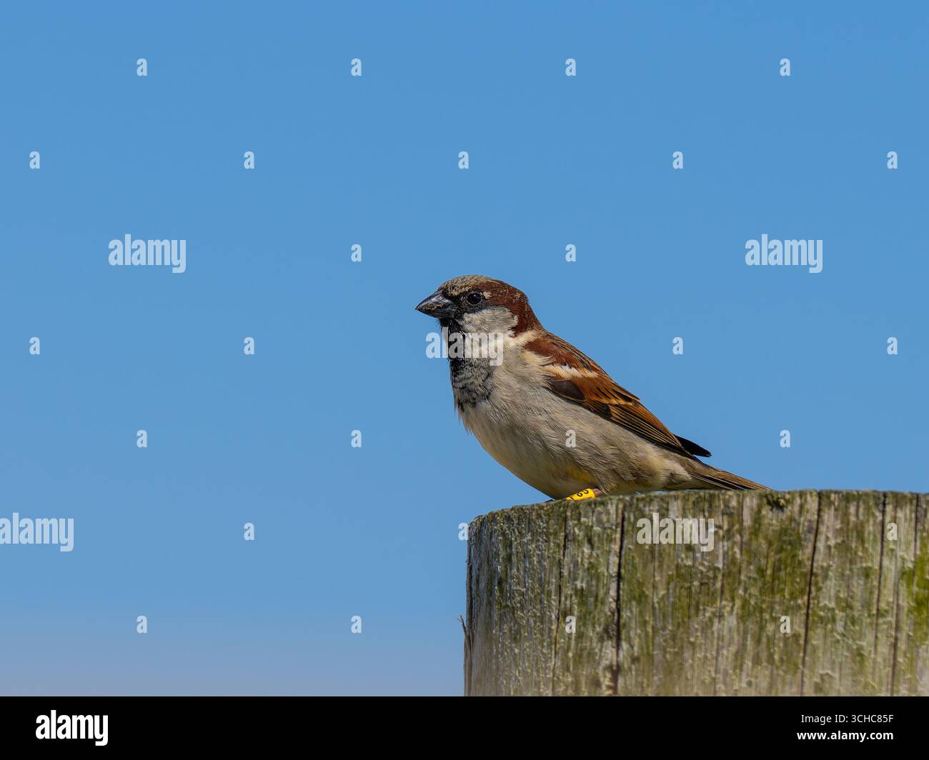 Un moineau de maison mâle, passer domesticus, perché sur un poteau en bois. Banque D'Images