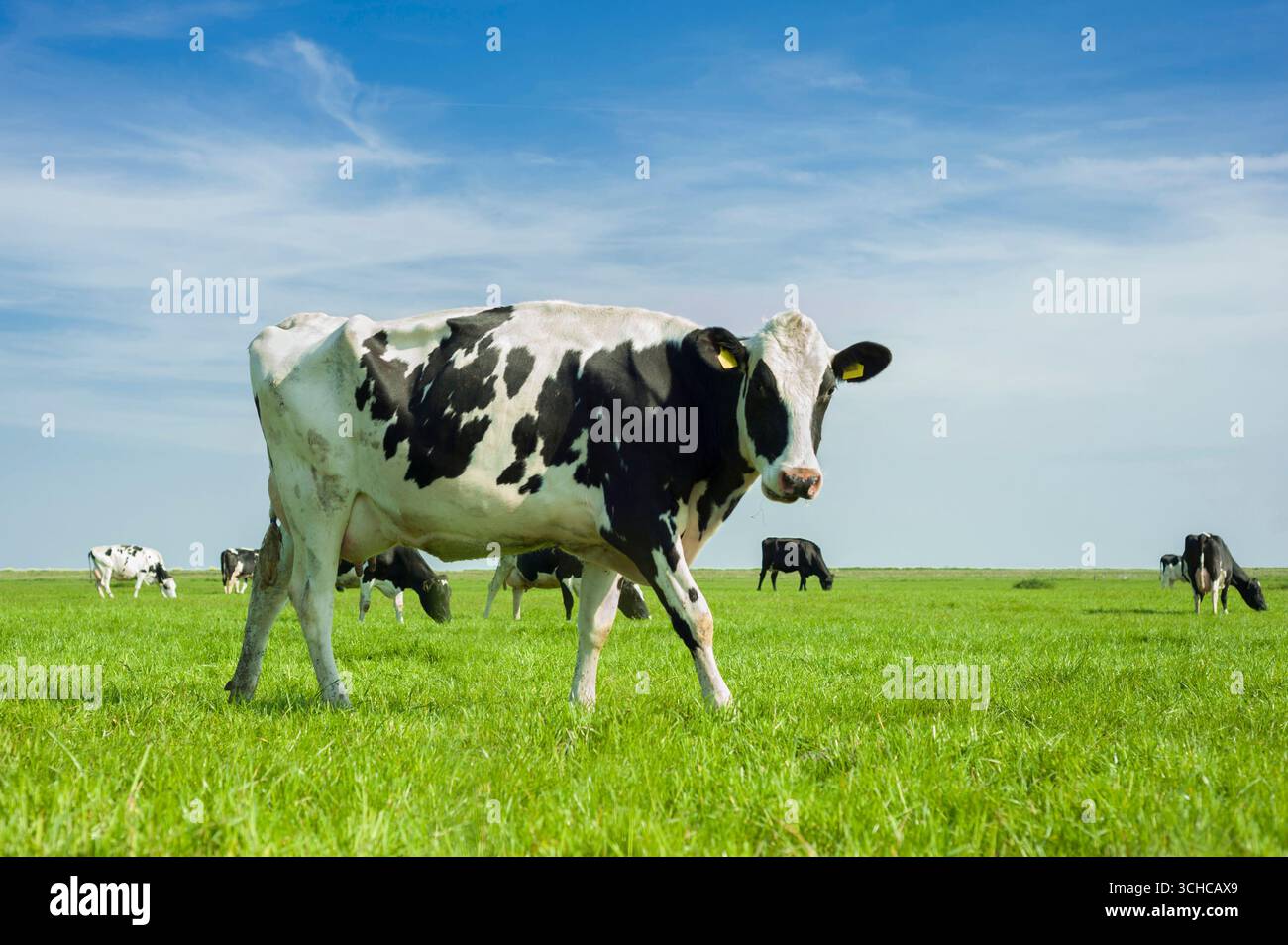 Curieuse vache Holstein-Friesian aux pays-Bas. Banque D'Images