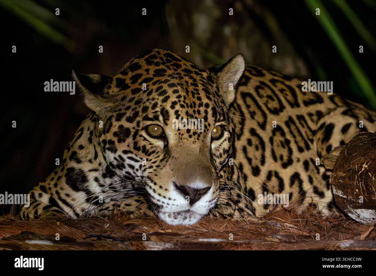 Jaguars la nuit, Belize Zoo, Belize Une Jaguar Panthera ONCA repose sur une bûche la nuit au zoo de Belize, Belize, le 6 juillet 2025. Surtout actifs après la tombée de la nuit, les jaguars utilisent leur excellente vision nocturne et leurs mouvements silencieux pour chasser. En tant que plus grand chat sauvage du Belize, ils jouent un rôle vital dans le maintien de l’équilibre de l’écosystème en contrôlant les populations de proies. Avec seulement environ 8001 000 individus restant dans la nature, la perte d’habitat et le déclin des proies continuent de menacer leur survie. Le Belize Zoos Human Jaguar Conflict Program a sauvé plus de 20 jaguars des situations de conflit, fournissant une référence sûre Banque D'Images