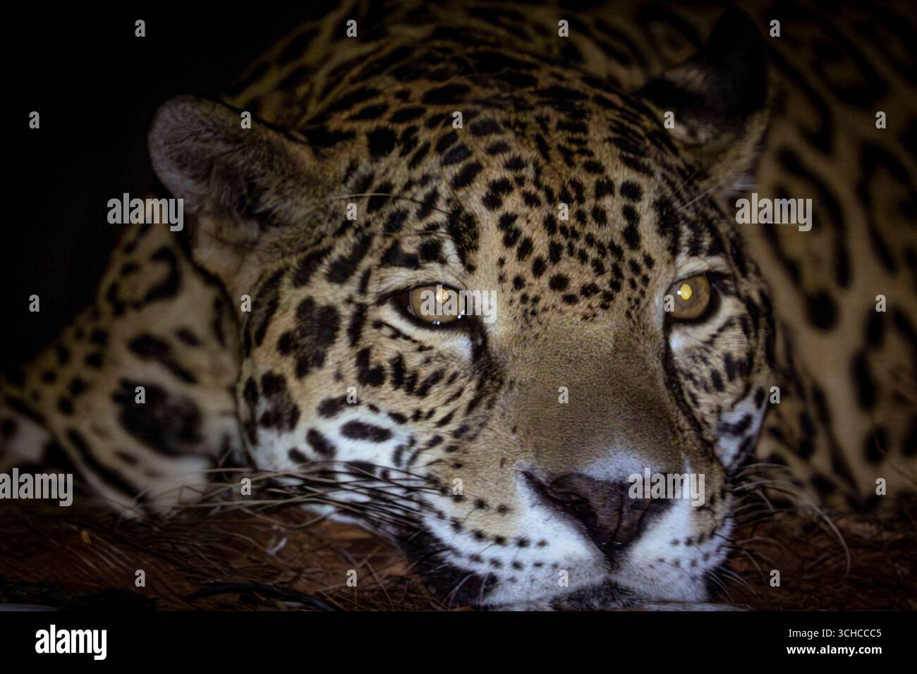 Jaguars la nuit, Belize Zoo, Belize Une Jaguar Panthera ONCA repose sur une bûche la nuit au zoo de Belize, Belize, le 6 juillet 2025. Surtout actifs après la tombée de la nuit, les jaguars utilisent leur excellente vision nocturne et leurs mouvements silencieux pour chasser. En tant que plus grand chat sauvage du Belize, ils jouent un rôle vital dans le maintien de l’équilibre de l’écosystème en contrôlant les populations de proies. Avec seulement environ 8001 000 individus restant dans la nature, la perte d’habitat et le déclin des proies continuent de menacer leur survie. Le Belize Zoos Human Jaguar Conflict Program a sauvé plus de 20 jaguars des situations de conflit, fournissant une référence sûre Banque D'Images