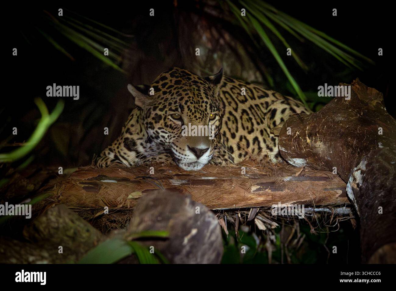 Jaguars la nuit, Belize Zoo, Belize Une Jaguar Panthera ONCA repose sur une bûche la nuit au zoo de Belize, Belize, le 6 juillet 2025. Surtout actifs après la tombée de la nuit, les jaguars utilisent leur excellente vision nocturne et leurs mouvements silencieux pour chasser. En tant que plus grand chat sauvage du Belize, ils jouent un rôle vital dans le maintien de l’équilibre de l’écosystème en contrôlant les populations de proies. Avec seulement environ 8001 000 individus restant dans la nature, la perte d’habitat et le déclin des proies continuent de menacer leur survie. Le Belize Zoos Human Jaguar Conflict Program a sauvé plus de 20 jaguars des situations de conflit, fournissant une référence sûre Banque D'Images