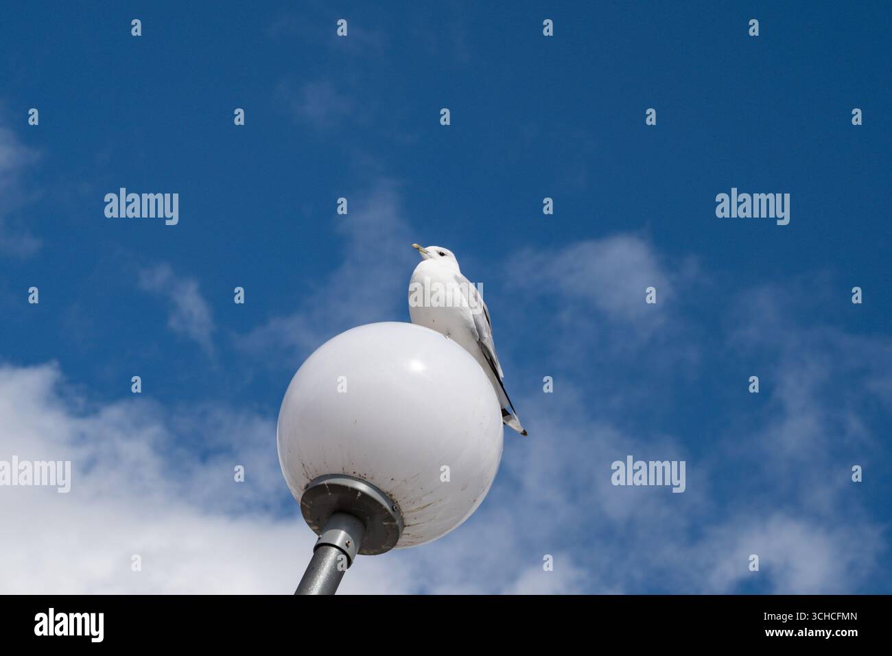 Mouette blanche perchée sur un lampadaire sphérique contre un ciel nuageux bleu à Helsinki Finlande Banque D'Images