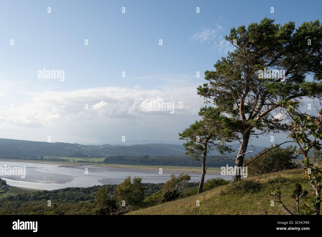 Vue panoramique sur l'estuaire avec des pins surplombant les marées et les collines ondulantes Banque D'Images