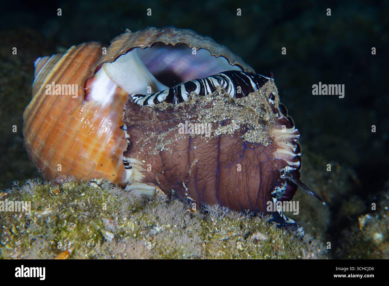 Escargot de mer Tonna galea Banque D'Images