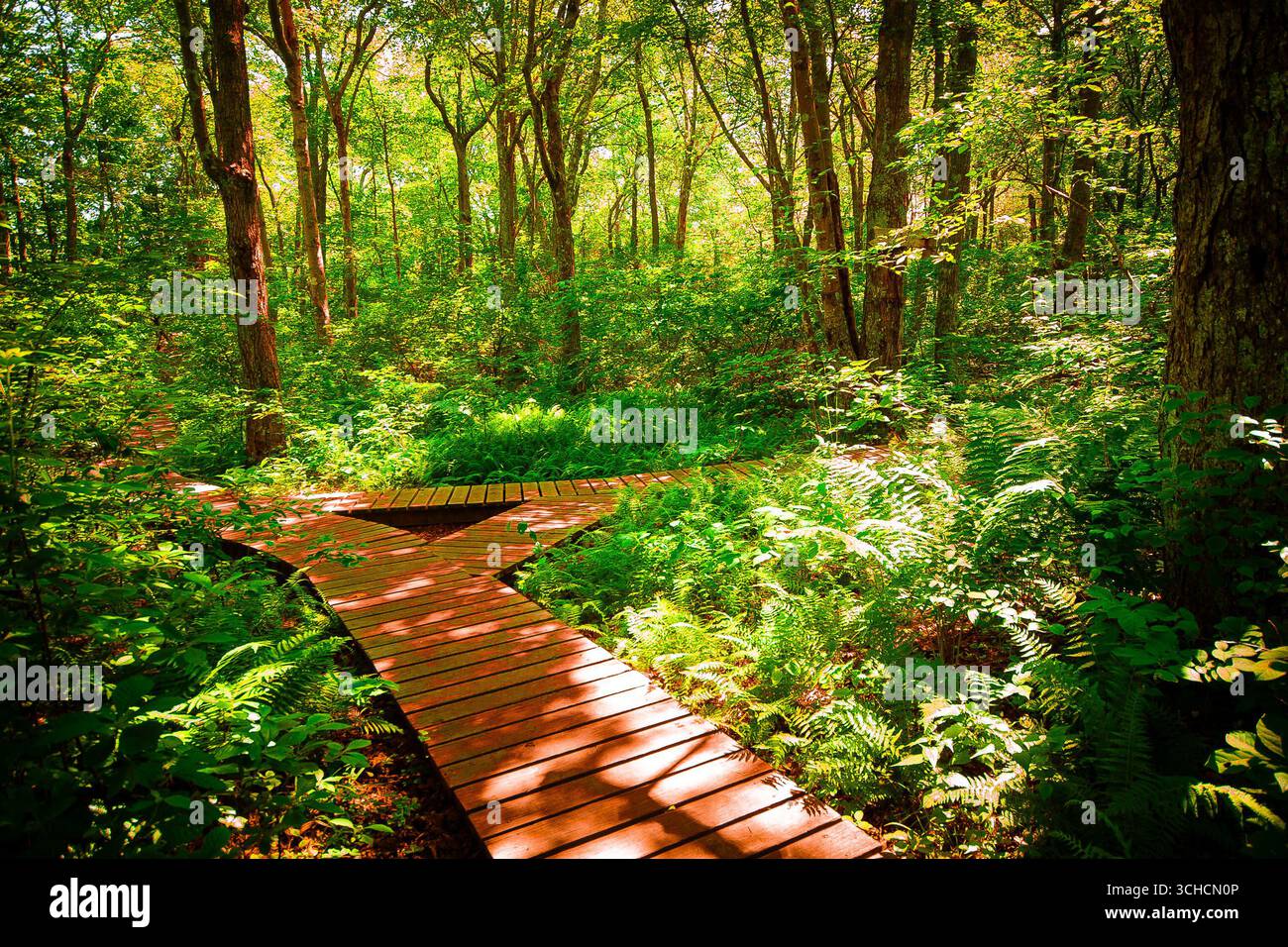 Deux chemins dans les bois Banque D'Images