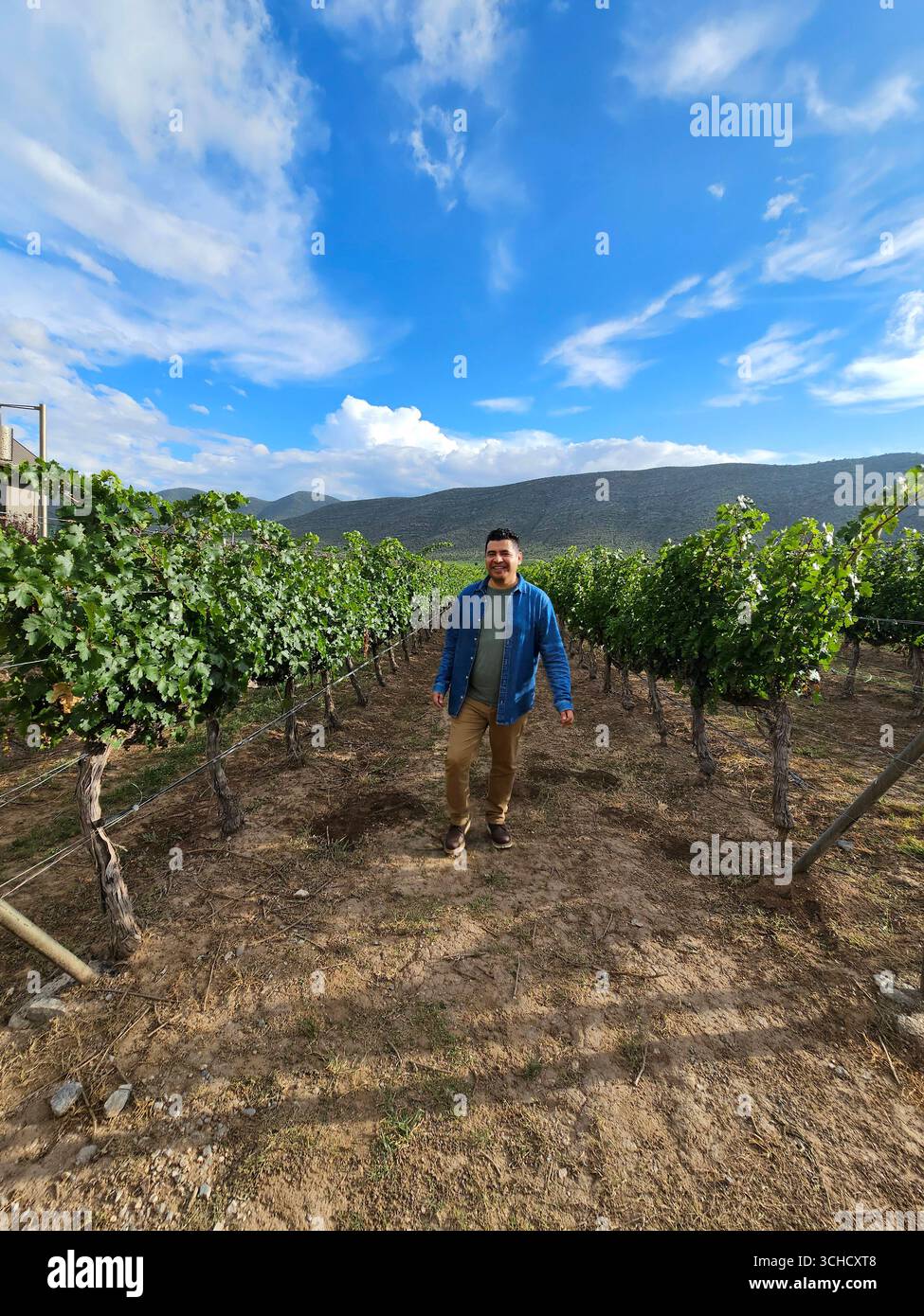Homme adulte latino à la peau foncée marche à travers un vignoble prêt pour la récolte dans les montagnes Banque D'Images