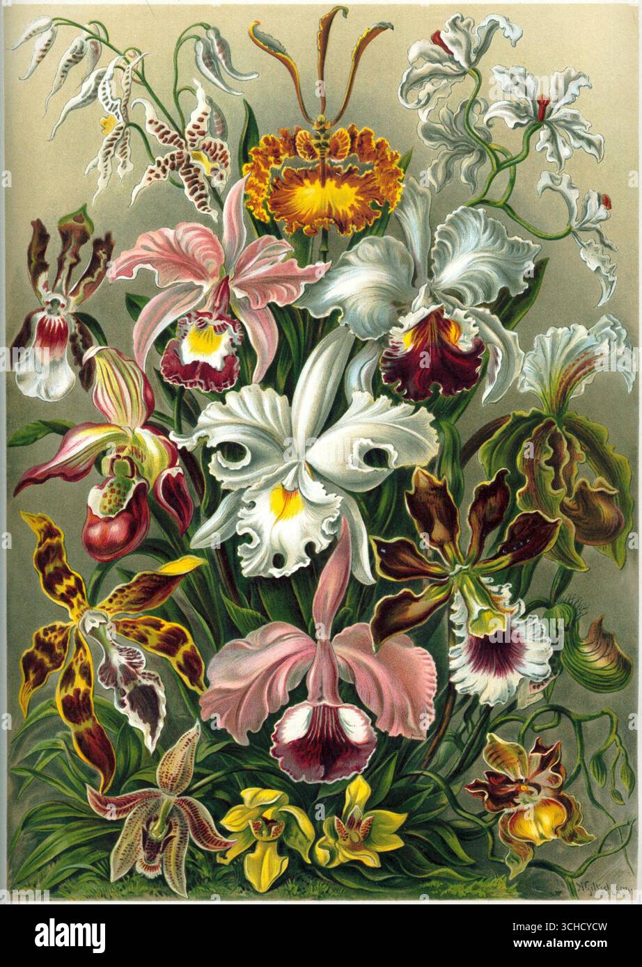 Illustration lithographique historique de variétés d’orchidées tirée du Kunstformen der Natur d’Ernst Haeckel, 1904. Banque D'Images