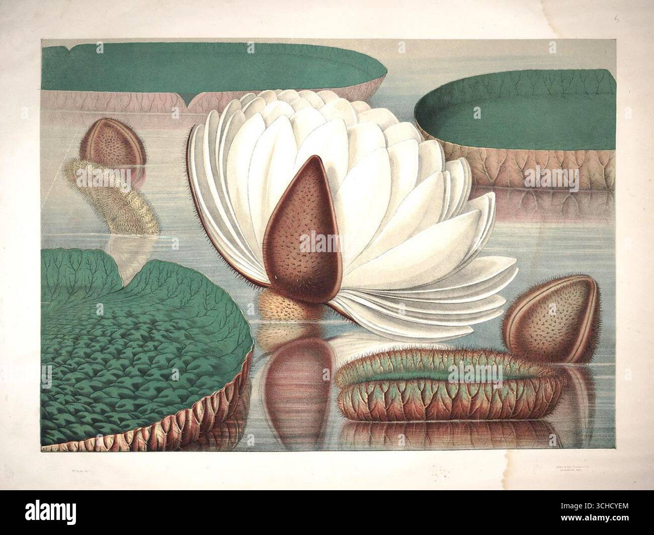 Illustration botanique historique de la fleur et des feuilles du Grand Lys d'eau, chromolithographie de William Sharp, 1854. Banque D'Images