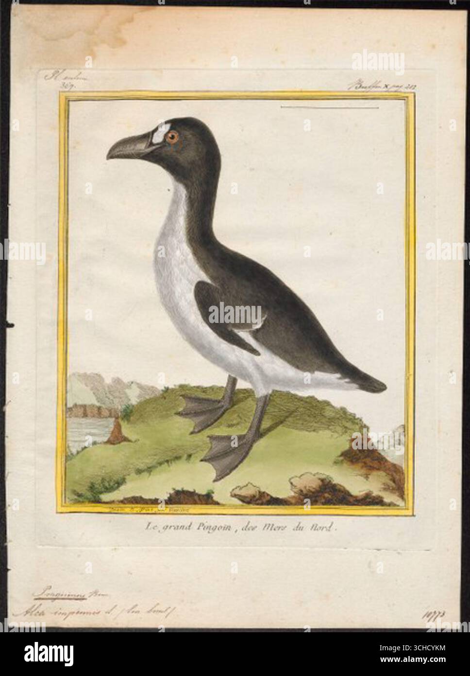 Gravure en couleur du grand auguet (Pinguinus impennis) par François-Nicolas Martinet pour l’histoire naturelle des oiseaux du comte de Buffon. France, 1770-86. Banque D'Images