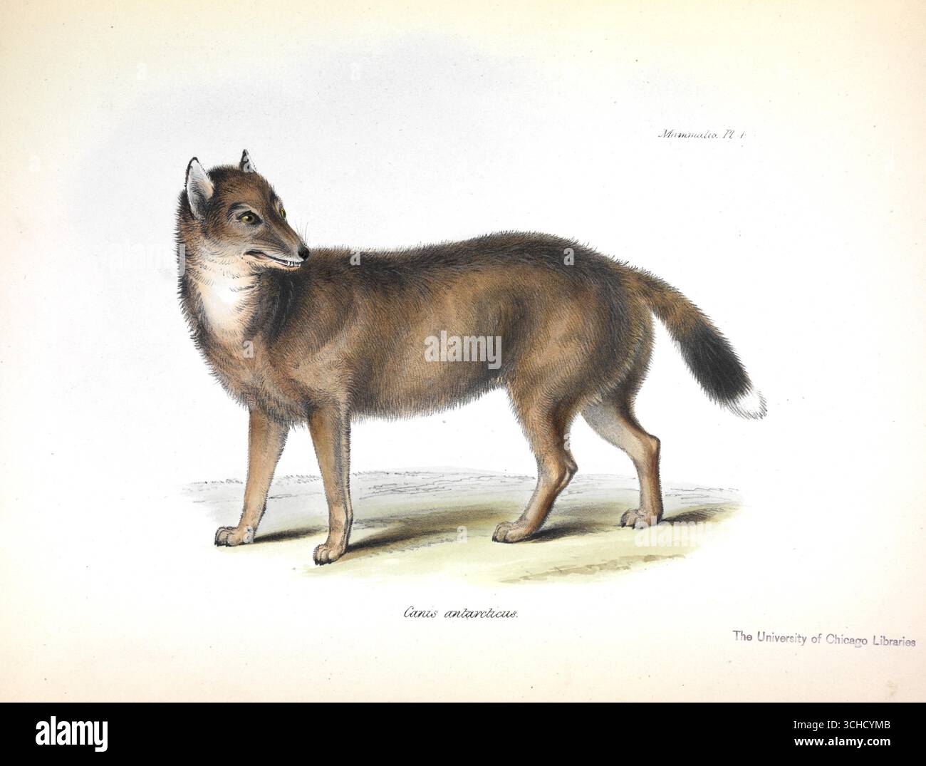 Illustration du loup des îles Malouines (Canis antarcticus), également connu sous le nom de warrah, tirée de la Zoologie du voyage de H.M.S. Beagle éditée par Charles Darwin. Londres, 1839. Banque D'Images