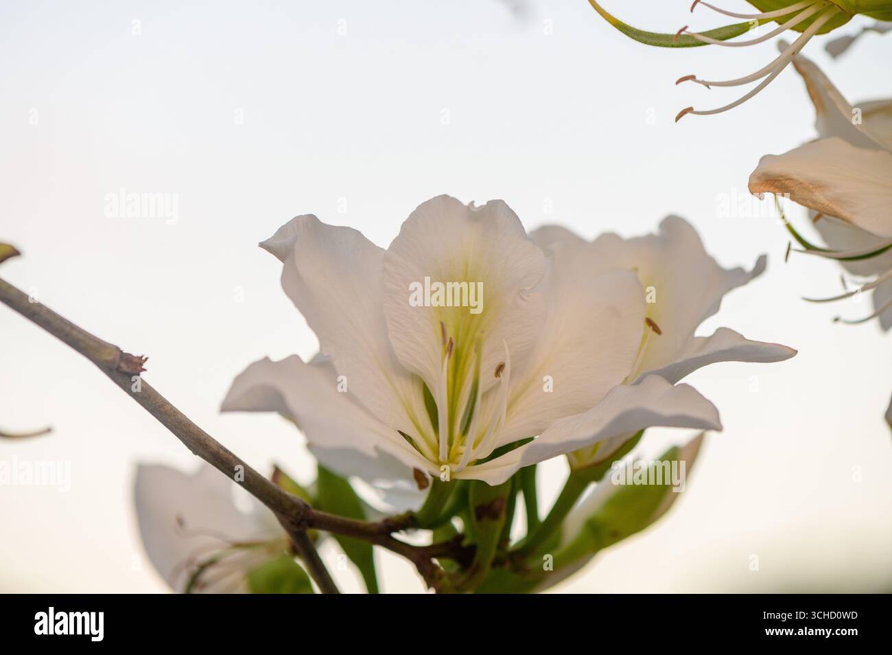 Gros plan de délicates fleurs blanches de Bauhinia fleurissant à Chypre, avec des pétales doux reflétant la lumière du soleil méditerranéen et l'élégance exotique. Banque D'Images