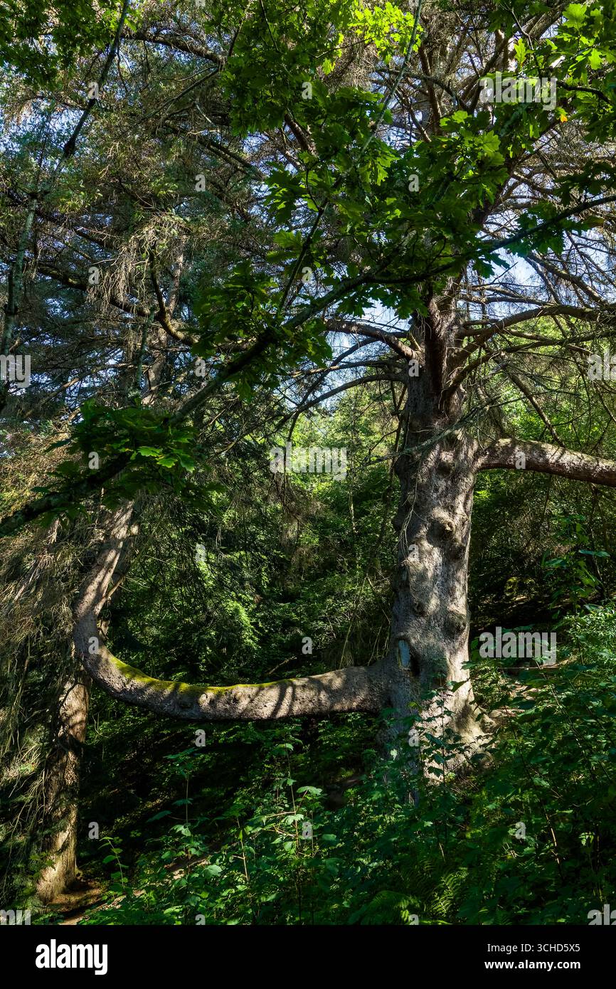 Vieil arbre de forme inhabituelle avec une grande branche horizontale dans une forêt d'été Banque D'Images