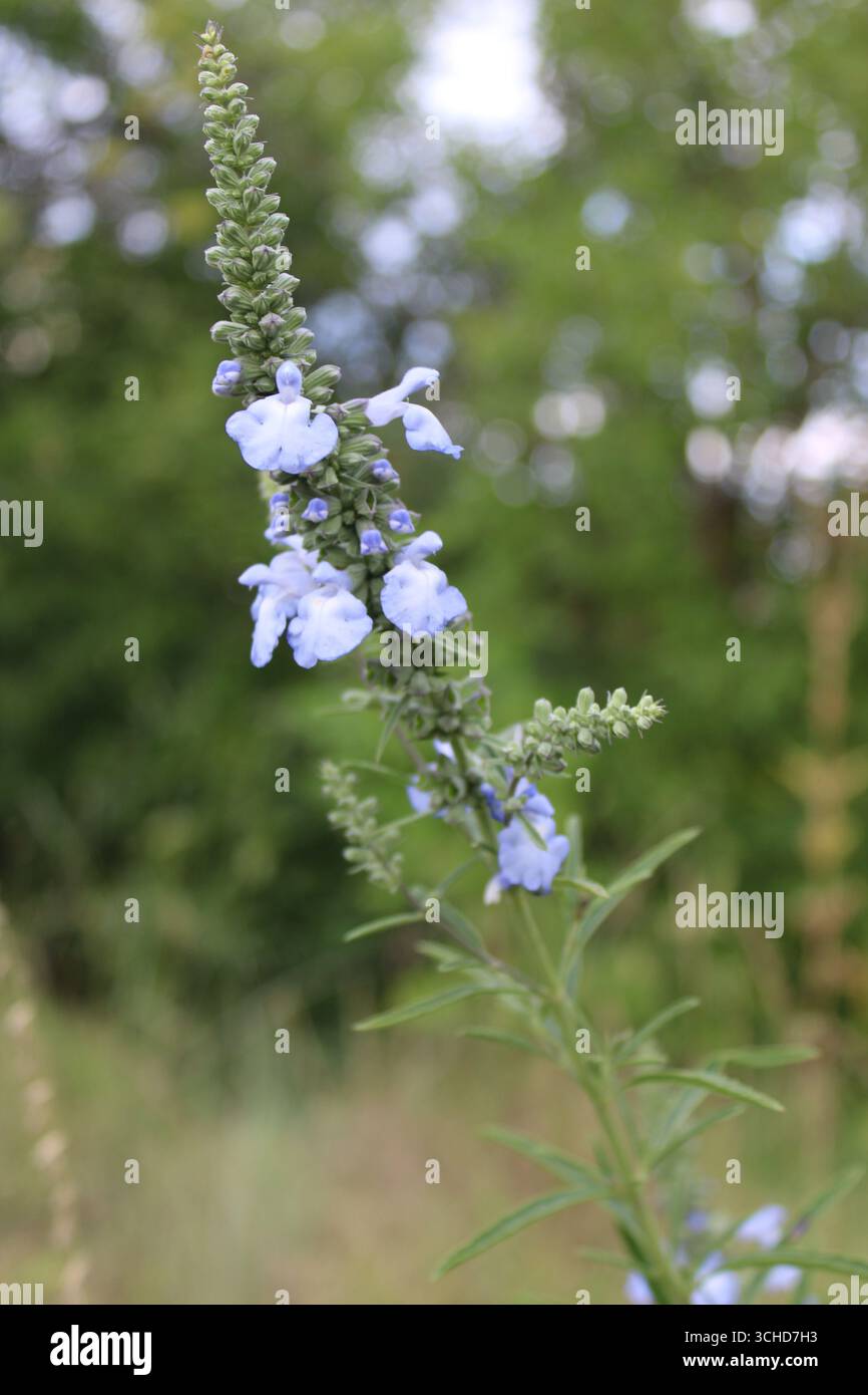 Sauge bleue sauvage fleur sauvage penchée dans un champ à Morton Grove, Illinois Banque D'Images