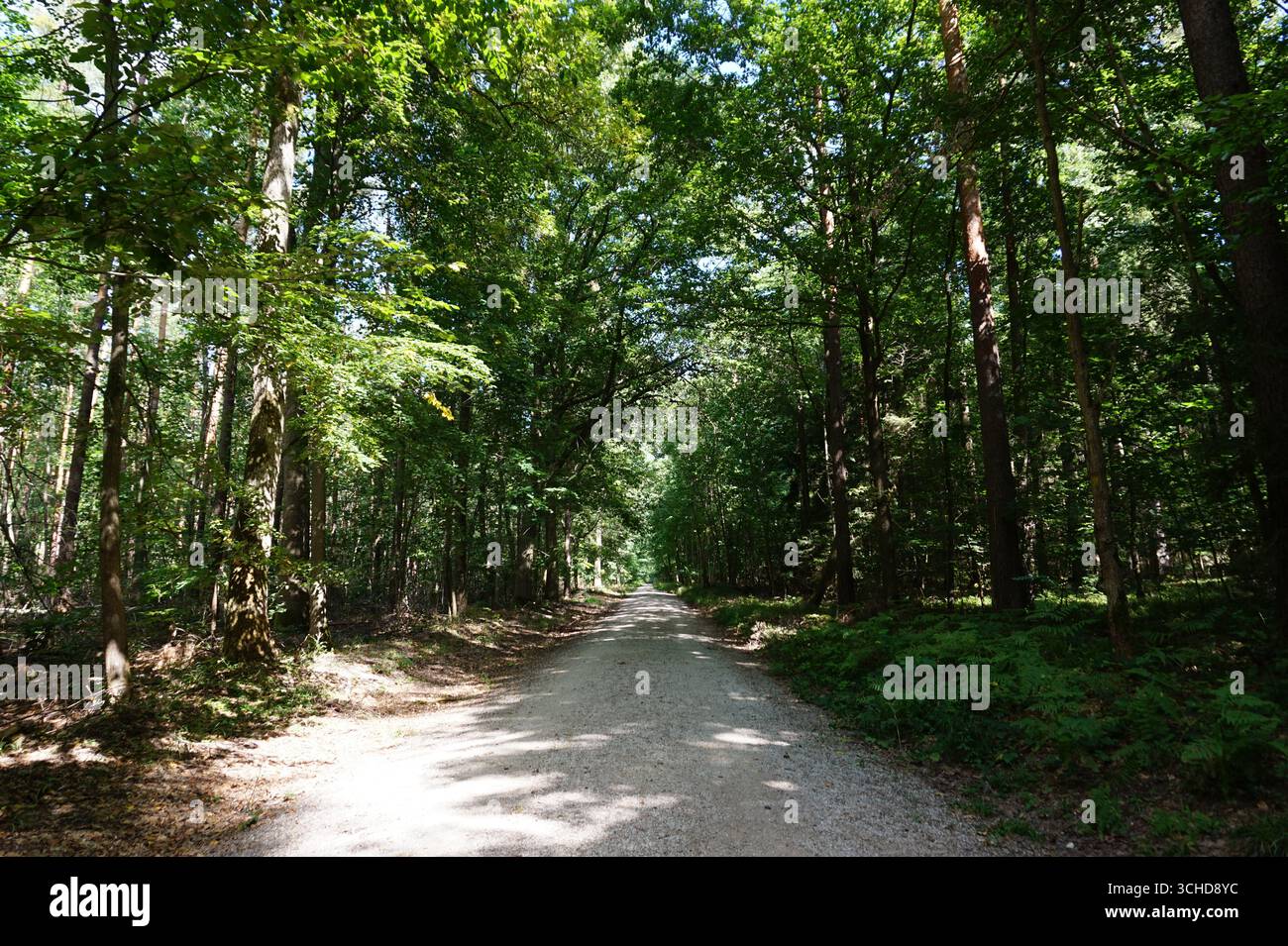 le chemin à travers la forêt Banque D'Images