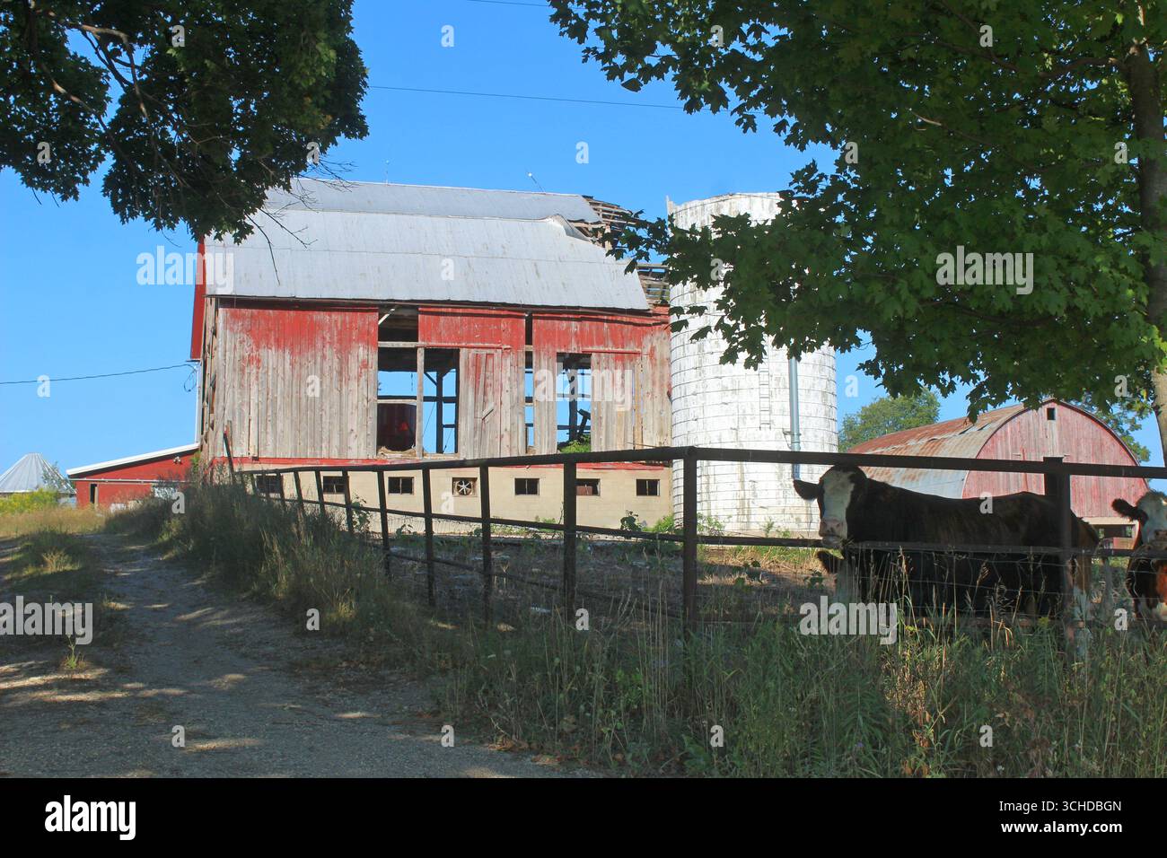 Regardant Une allée à une vieille grange et quelques vaches Banque D'Images