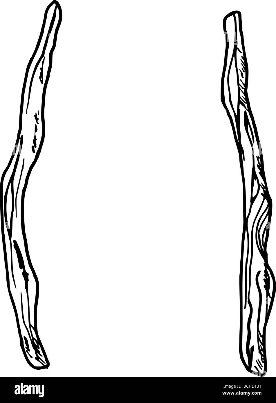 Branche en bois. Illustration vectorielle botanique. Graphique noir simple dessiné à la main dans le style doodle. Dessin de contour pour la conception d'emballage de rustique ou botan Illustration de Vecteur