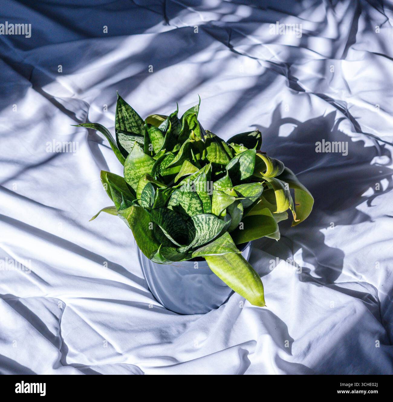 Plante de serpent en pot projetant des ombres sur un drap de lit blanc grondé, se prélasser dans la lumière du soleil coulant à travers une fenêtre voisine, créant un calme et re Banque D'Images