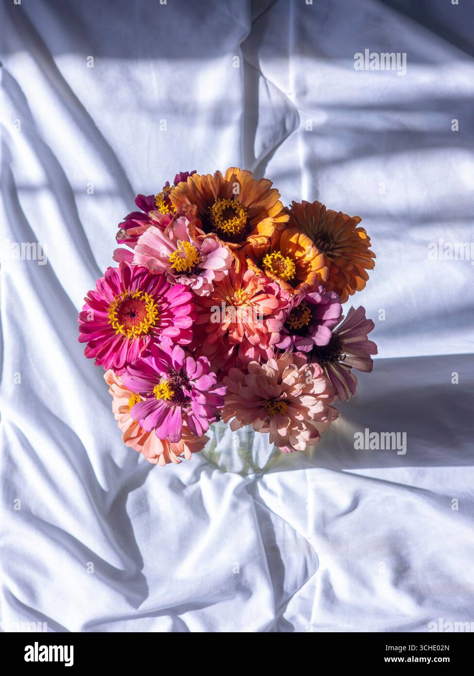 Bouquet vibrant de fleurs de Zinnia dans un vase en verre se trouve sur un drap de lit blanc, illuminé par la lumière douce et naturelle du soleil, créant un sce serein et beau Banque D'Images