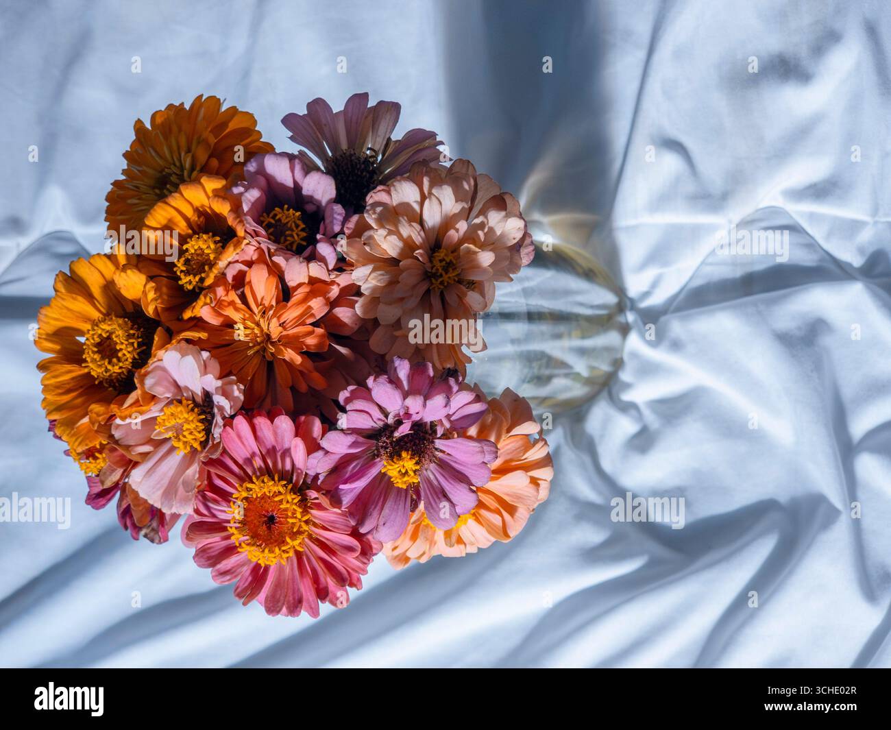 Bouquet vibrant de fleurs de Zinnia dans différentes nuances d'orange, rose et pêche, gracieusement disposées dans un vase en verre au sommet d'une feuille blanche douce, créant Banque D'Images