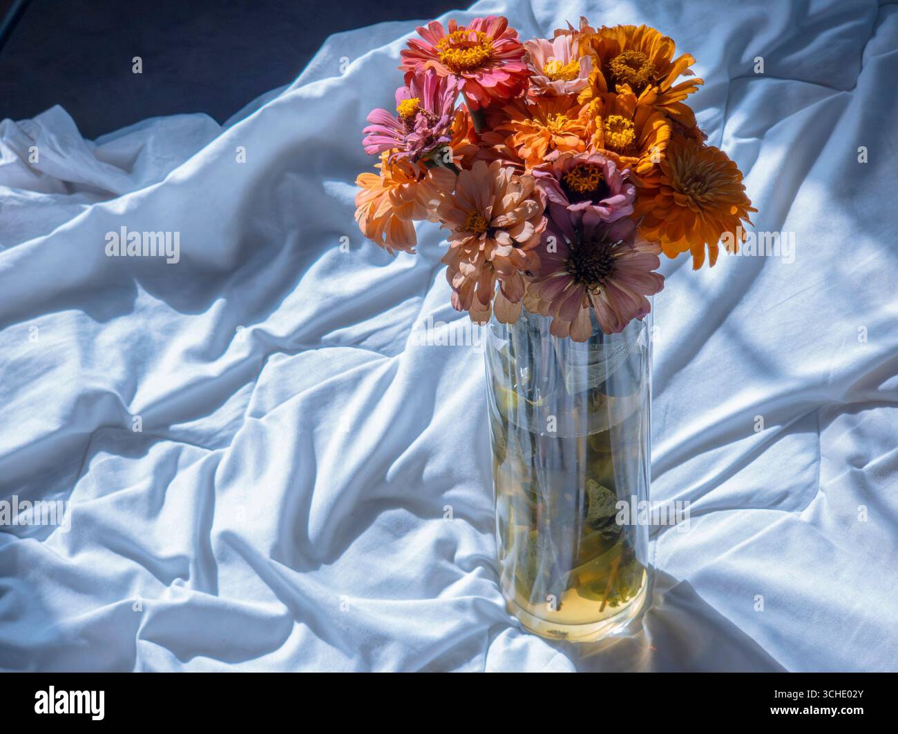 Bouquet de fleurs Zinnia multicolores vibrantes commence à flétrir dans un vase en verre transparent placé sur une feuille froissée blanche douce, illuminée par le naturel Banque D'Images