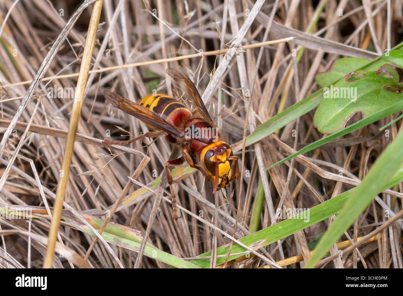 Frelon européen (Vespa crabro) dans le Hampshire, Angleterre, Royaume-Uni Banque D'Images