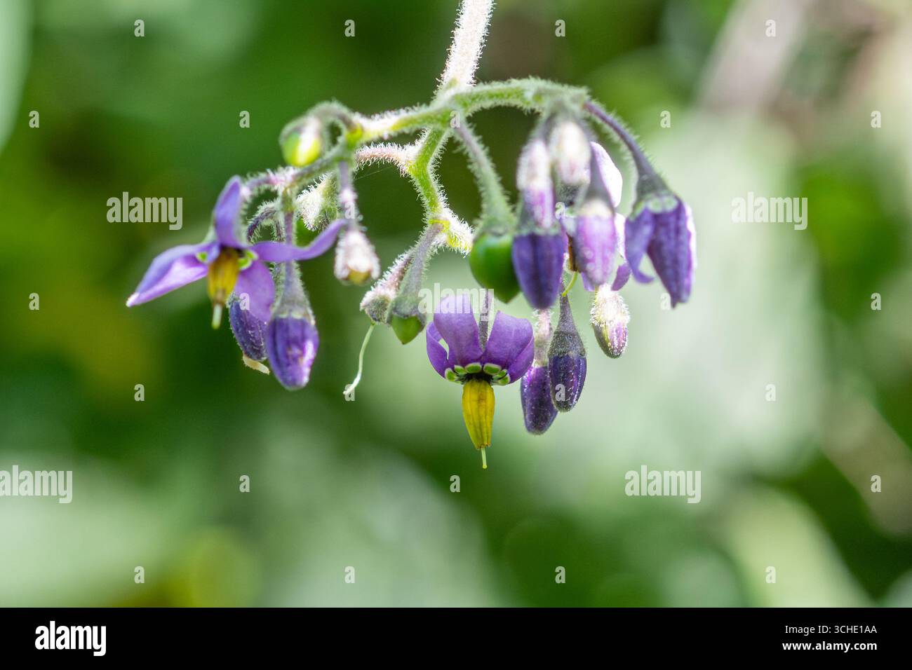 Fleurs boisées de la motoneige, également appelées amères (Solanum dulcamara), grappe lâche de fleurs violettes avec pétales jaunes, Royaume-Uni Banque D'Images Fleurs boisées de la motoneige, également appelées amères (Solanum dulcamara), grappe lâche de fleurs violettes avec pétales jaunes, Royaume-Uni Banque D'Images
