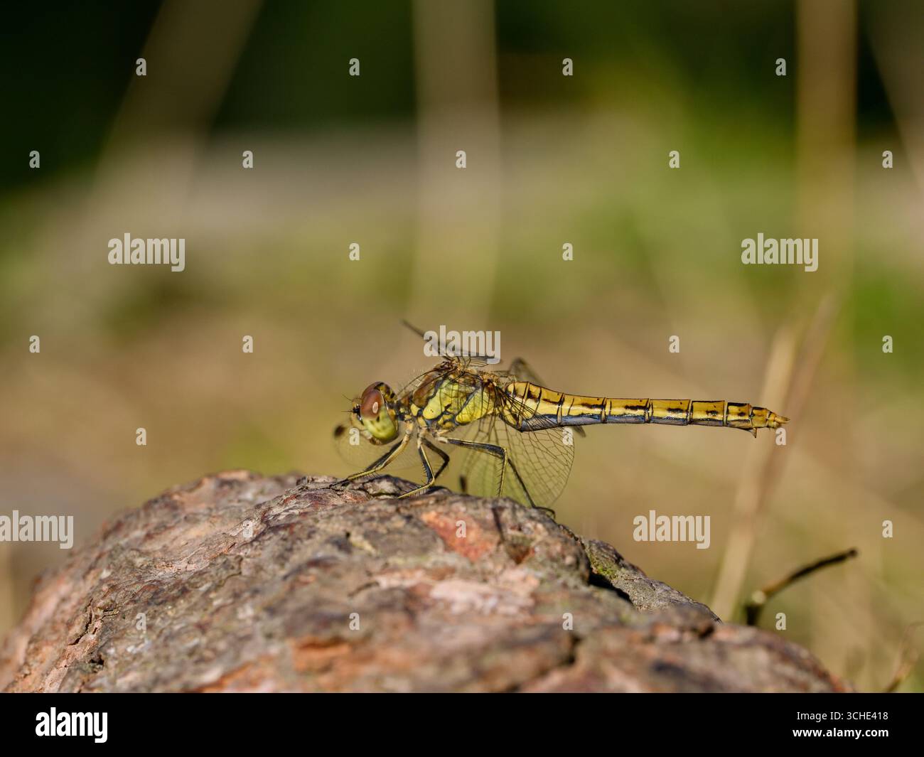 Libellule (Sympetrum depressiusculum), femelle. Rare en Europe centrale. Gros plan. Banque D'Images