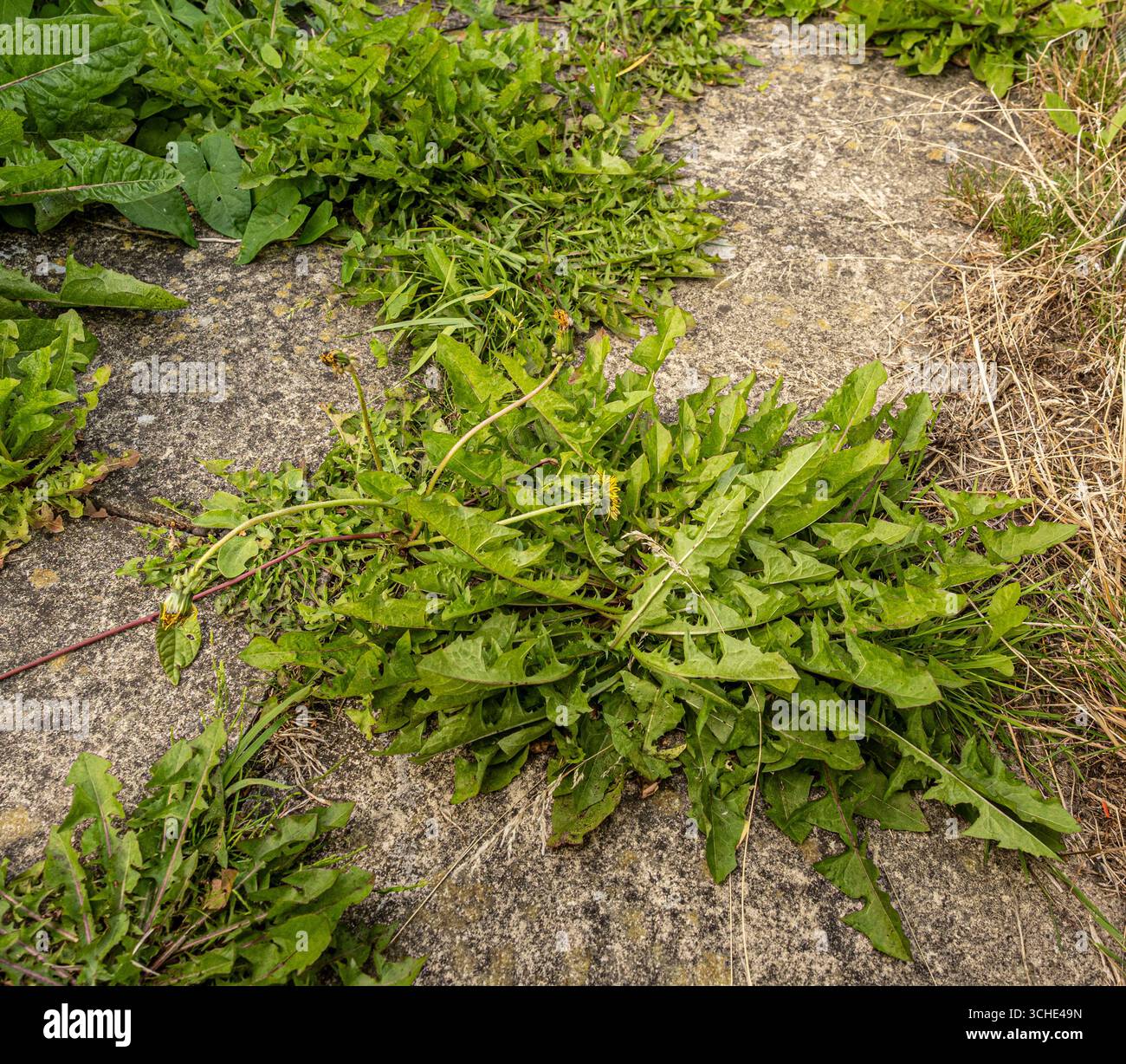 Pissenlits poussant entre les fissures d'un chemin de jardin. ROYAUME-UNI Banque D'Images